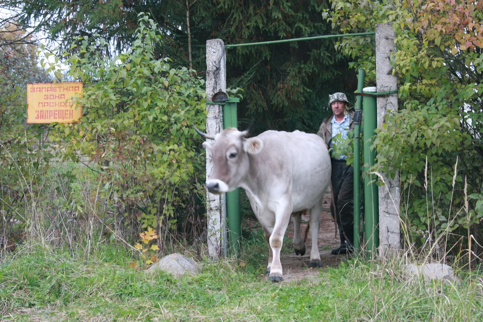szmolenszk-08-cow